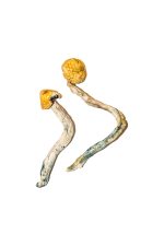 Ecuadorian Magic Mushrooms