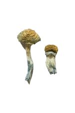 Mazatapec Magic Mushrooms