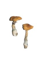 Penis Envy 6 (PE6) Magic Mushrooms