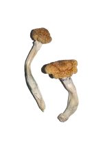 Vietnamese Magic Mushrooms