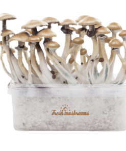 Magic mushroom grow kit Golden Teacher XP by FreshMushrooms®