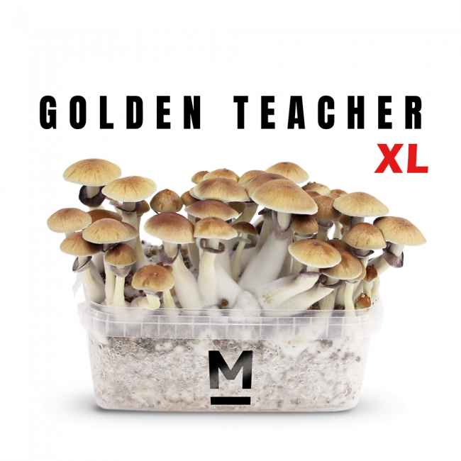 golden-teacher-mondo-magic-mushroom-kit-main-xl Magic Mushroom Grow Kit Golden Teacher XL by Mondo®