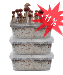 Three Magic Mushroom Grow kits Special Offer