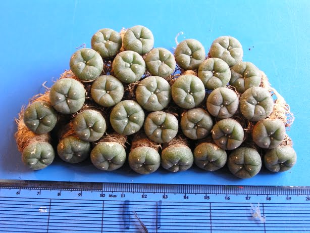 275-02-Aug-2007-037 Buy Peyote