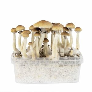 Magic Mushroom Grow Kits