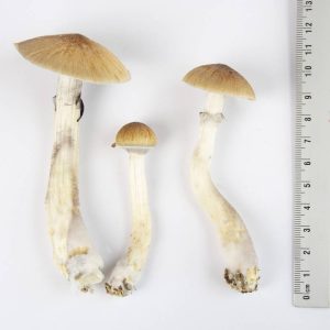 EZ-Grow Kit Thai 1 EZ-Grow Kit Thai