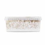 Sterile Magic Mushroom